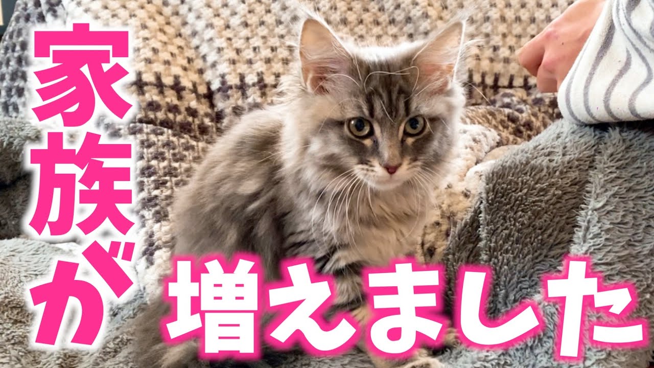 【ご報告】メインクーン子猫を迎えました！お迎え初日の様子！