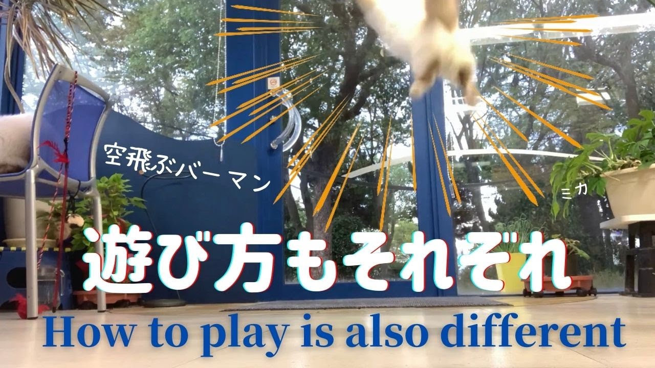 バーマン猫たちはお互いを尊重し合って遊ぶ【遊び方もそれぞれ】How to play is also different（バーマン猫）Birman/Cat