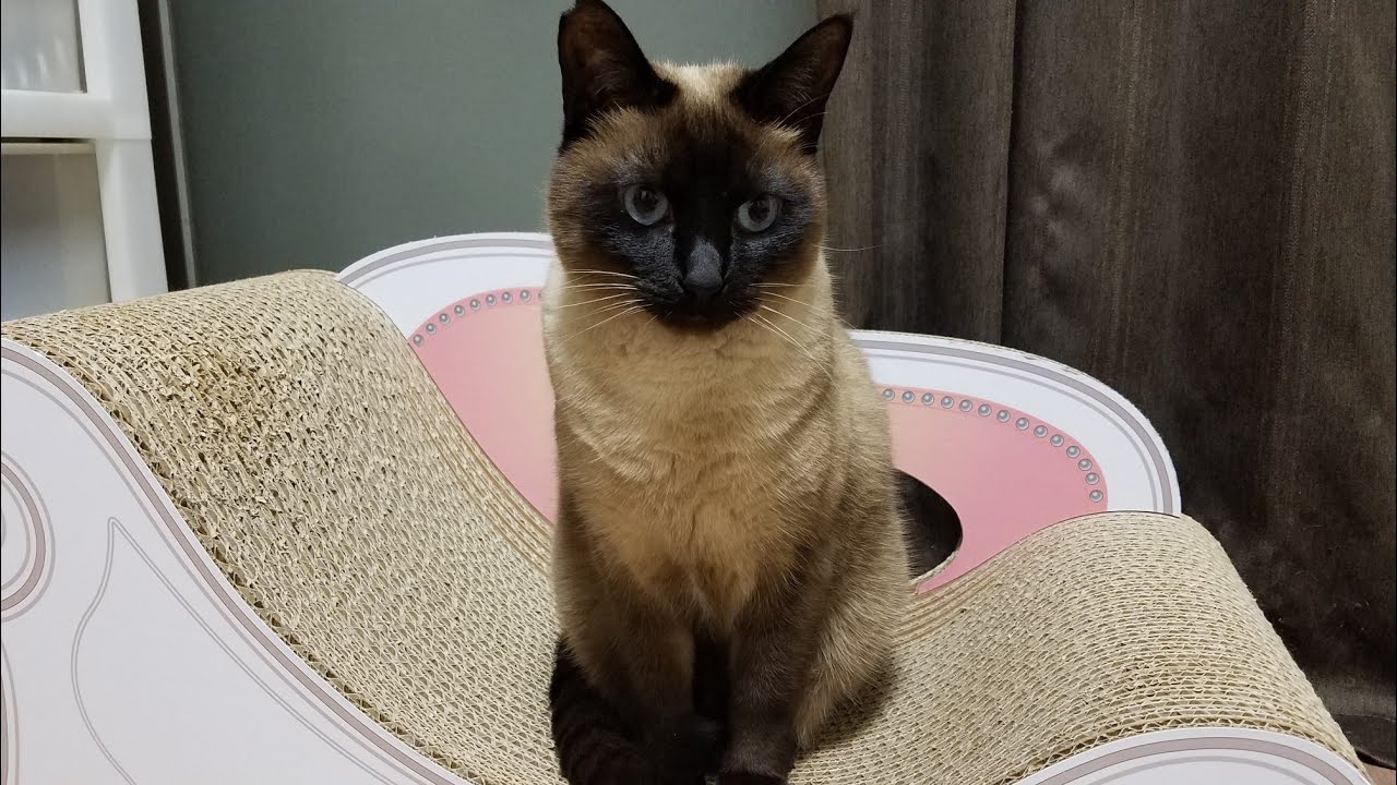 私の大好きなシャム猫/ My favorite Siamese cat