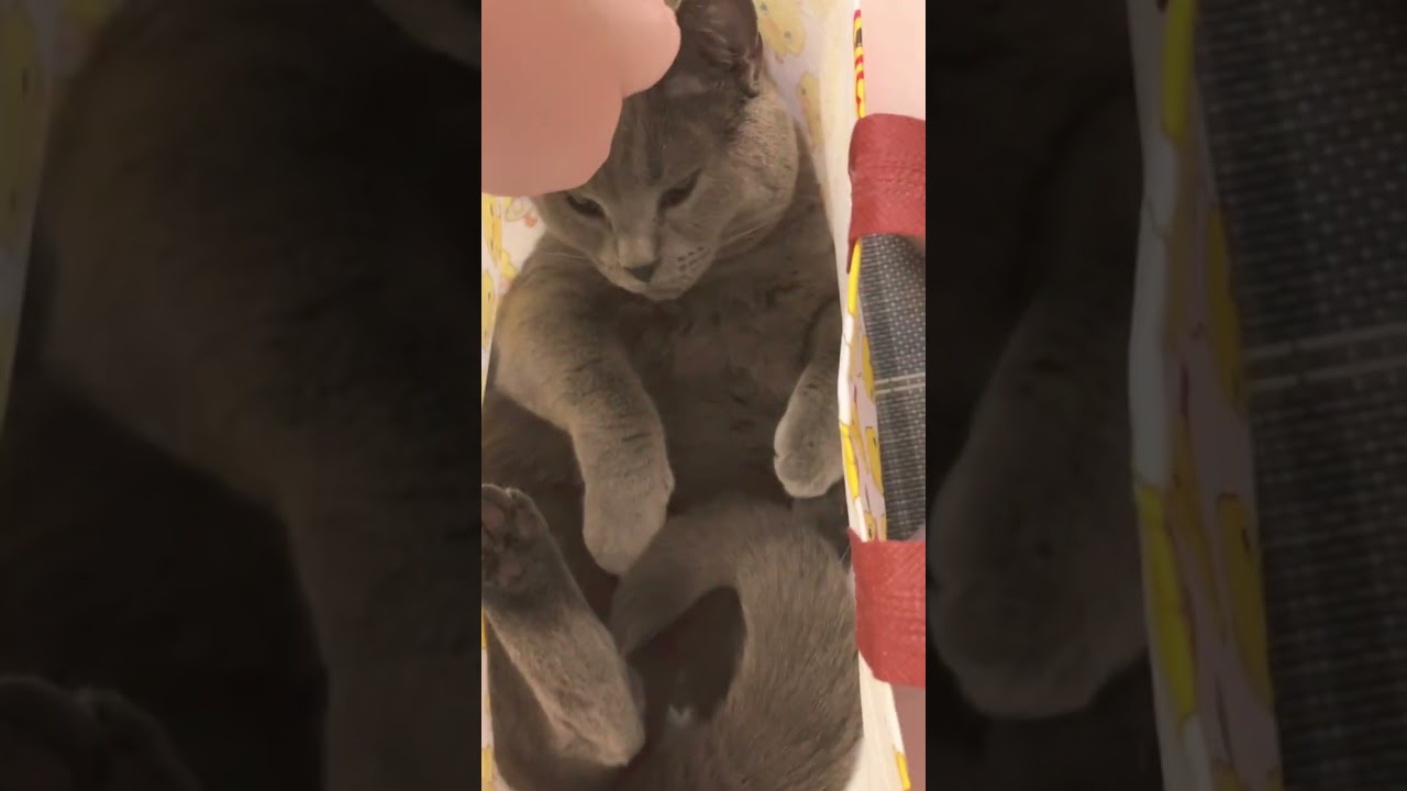 5歳だけど赤ちゃんみたい #shorts #シャルトリュー