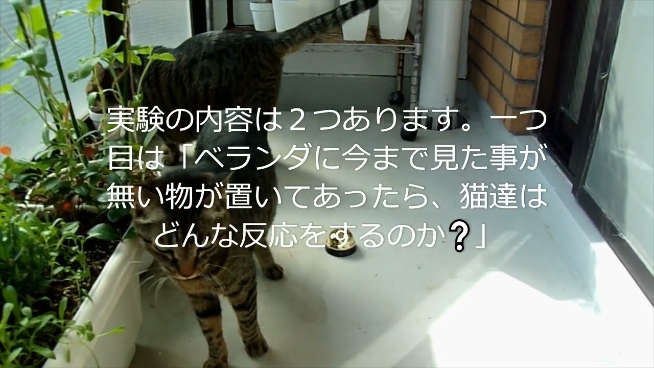 【ガチャガチャ】【実験】猫のおもちゃで実験をします☆【日本猫のにゃらんとミーちゃん】