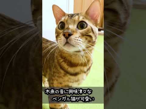 木魚の音に興味津々なベンガル猫が可愛い #shorts #cat