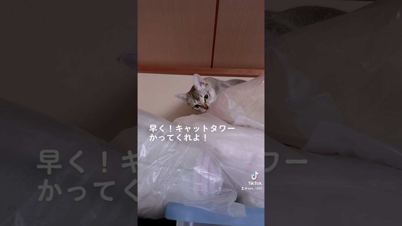 【シンガプーラ】大冒険！降りて貰いたいんだが！#ねこ#animal #シンガプーラ #cat