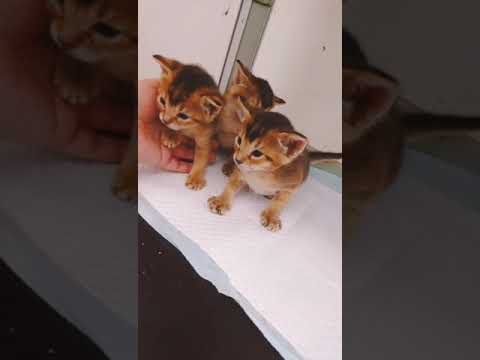 ■アビシニアン■■■