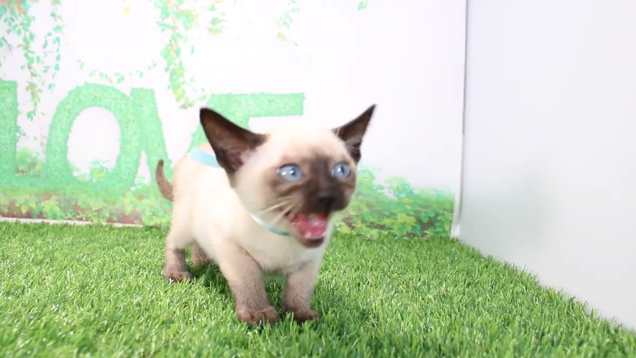 Coo&RIKU　No598072　トンキニーズ