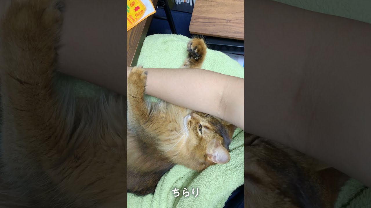 #177　物思いに耽けないソマリ