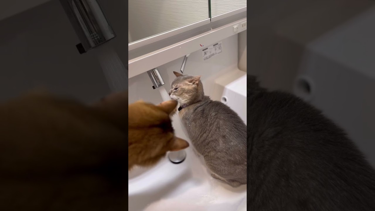 老猫の鳴き声が可愛い #猫の飼い方 #ソマリ #アビシニアン