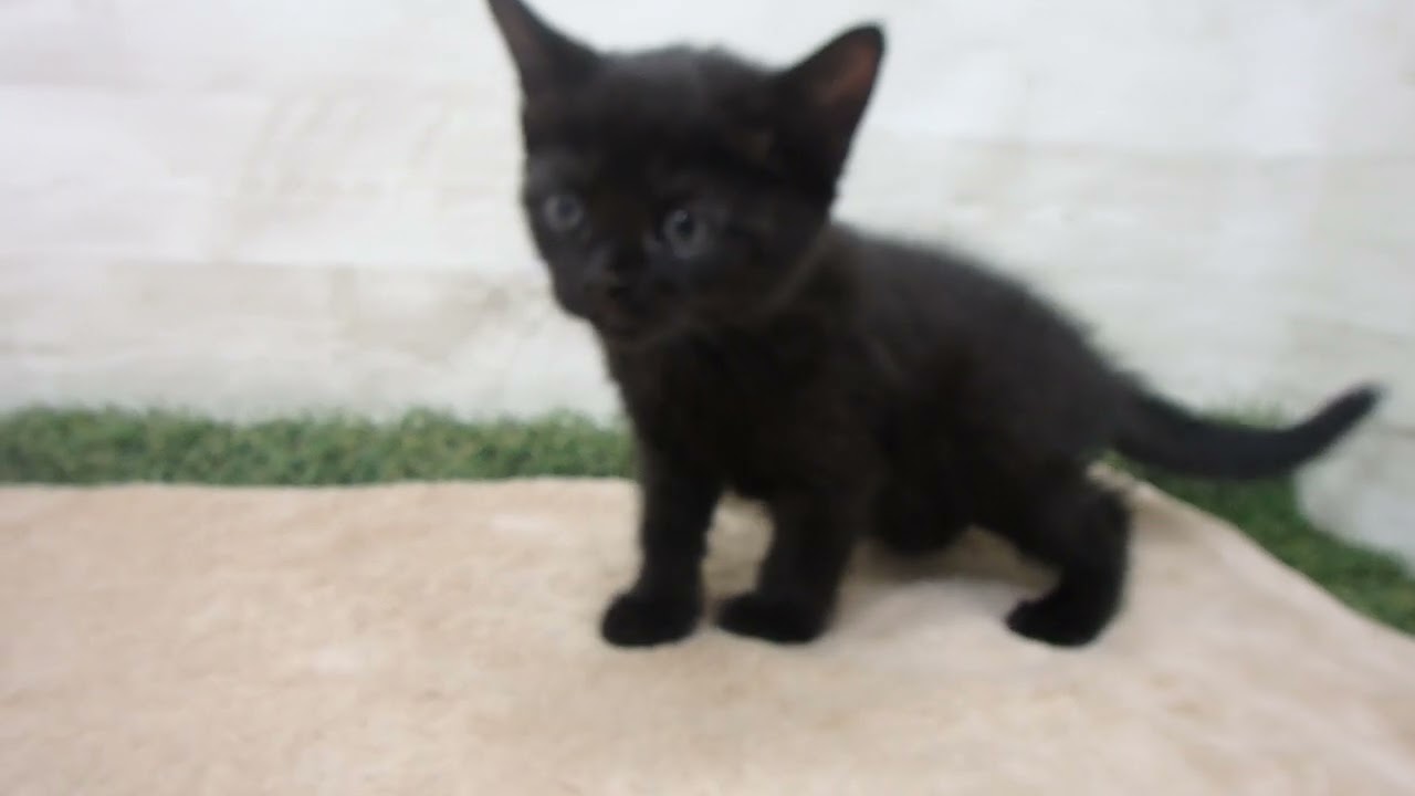 Coo&RIKU　No00580131 ボンベイ