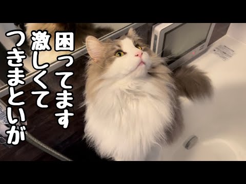 猫との生活ってこんな感じになりますか？ママから絶対離れないノルウェージャンフォレストキャット♡
