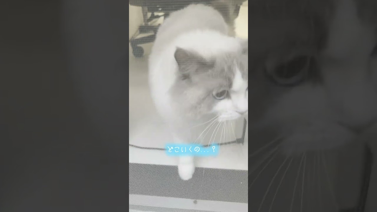ニャルソック中に飼い主が登場したら可愛すぎた2【ラグドール猫】【かわいい】