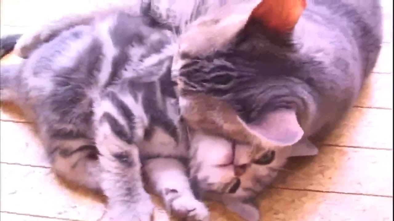 やめてぇ～、はなして～。子猫をはなさないアメリカンショートヘアー