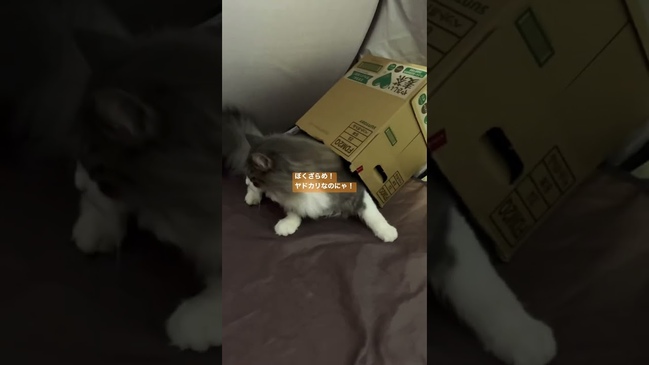 ぼくざらめ！ヤドカリなのにゃ！（サイベリアンの男の子😸猫）