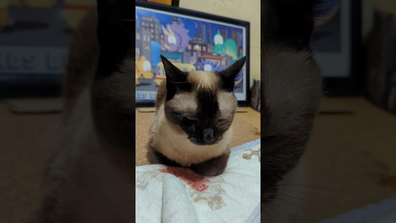 シャム猫の香箱座り - cats loaf - #Shorts