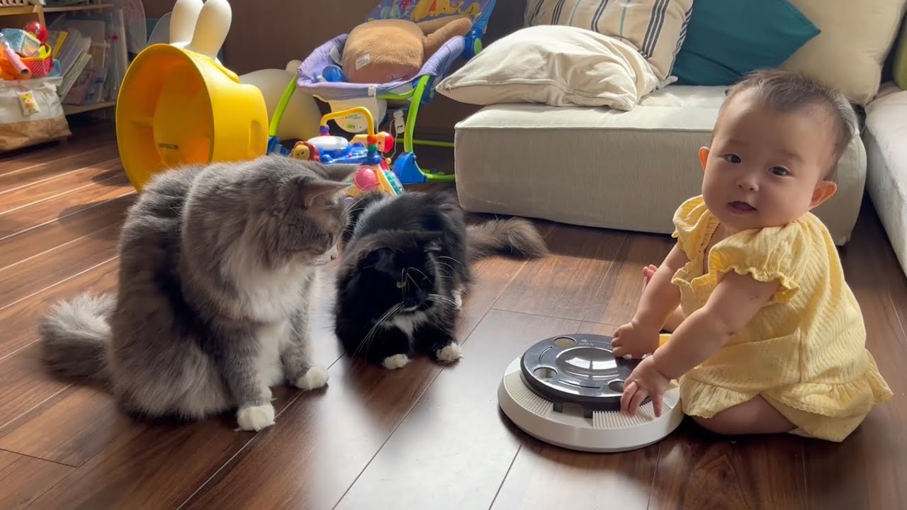 赤ちゃんが独り占めするのでなかなか遊べない猫　ラガマフィン　A cat that can't concentrate and play because the ba