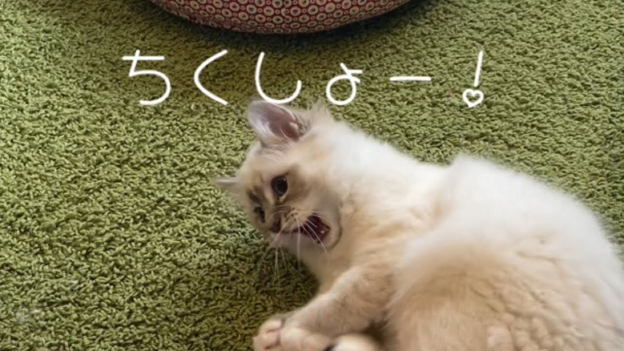 【バーマン】非を認めない姫★#バーマン #子猫 #猫