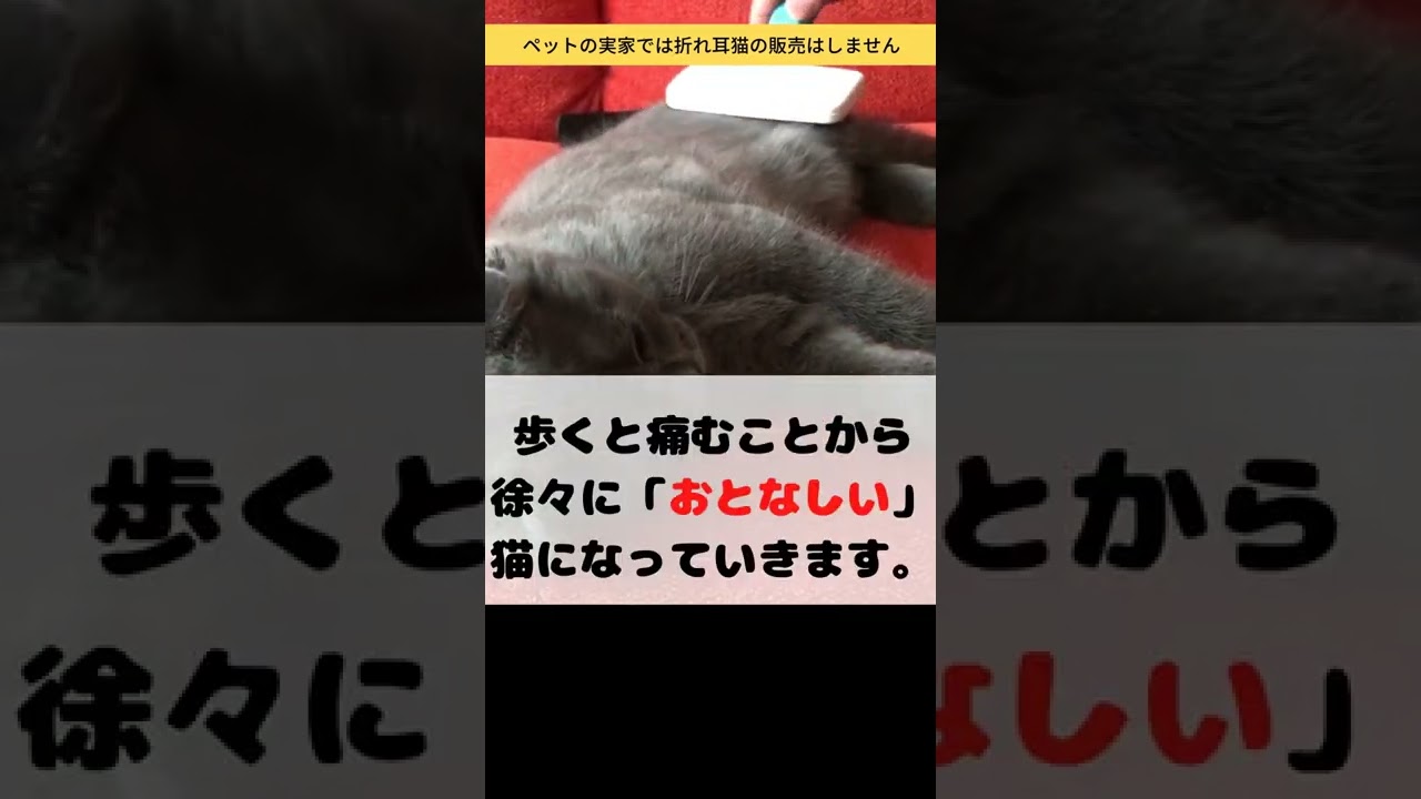 陣痛がきてもいきめない！？折れ耳スコティッシュフォールドの骨軟骨異形成について