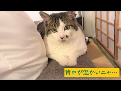 【犬猫の癒し動画】可愛い日本猫＆キャバリア…夜の家族団らん【第21話】