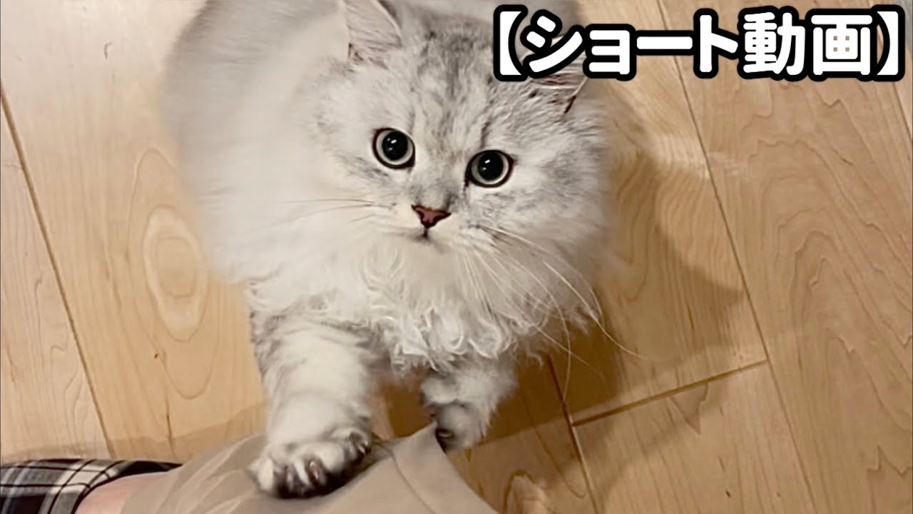 人のズボンで爪を研ぐ子猫 【サイベリアン】 #Shorts