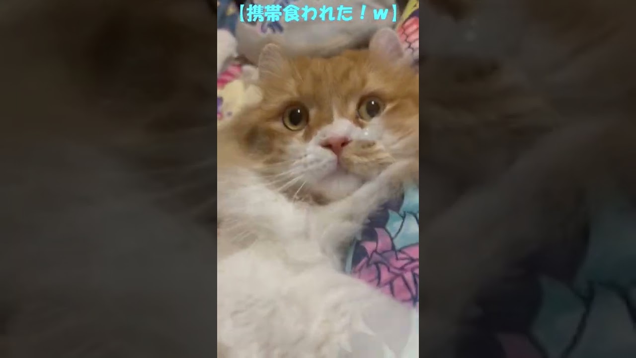 携帯食われた！ｗ #shorts  #猫 #アメリカンカール #cat