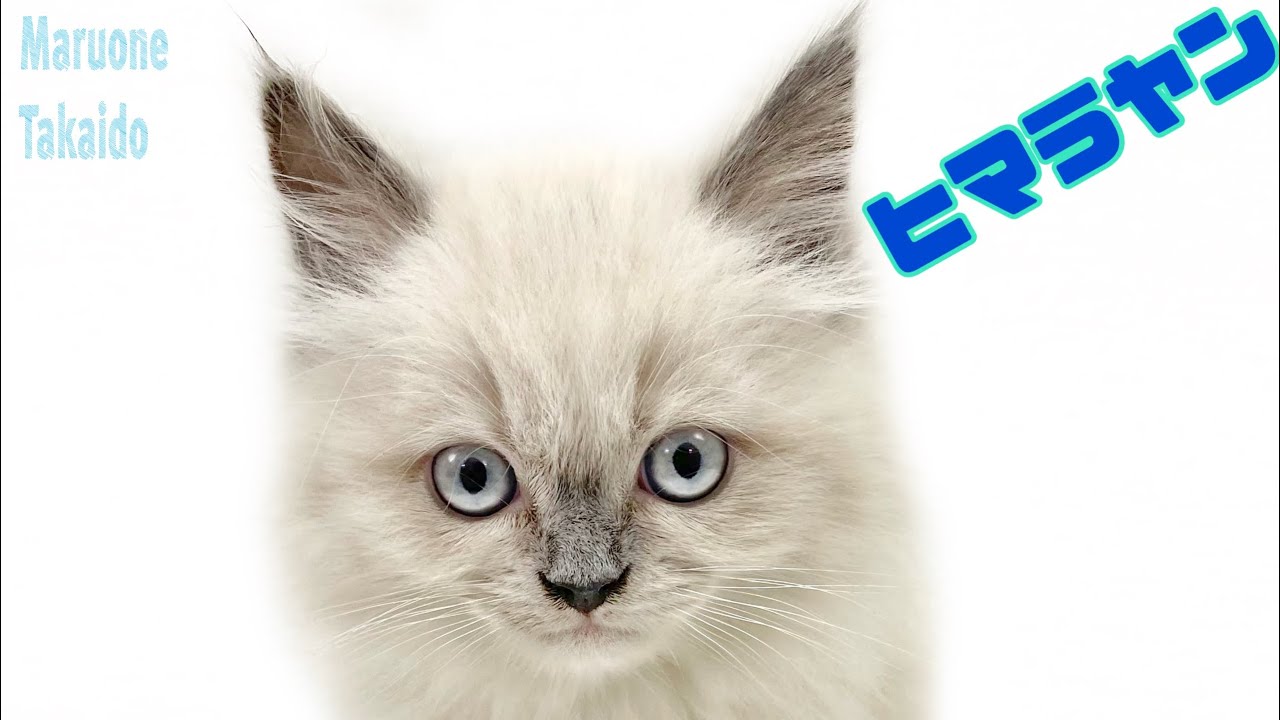 【ヒマラヤン】ようこそ高井戸店へ