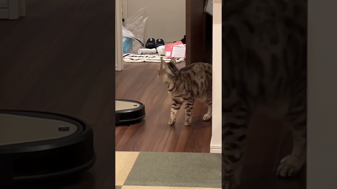 怒られると可愛く返事をするイタズラ猫　#shorts