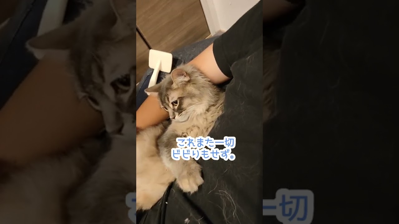 うちの新入り猫がおりこうレベル1000だった【サイベリアンのラフィ】#short