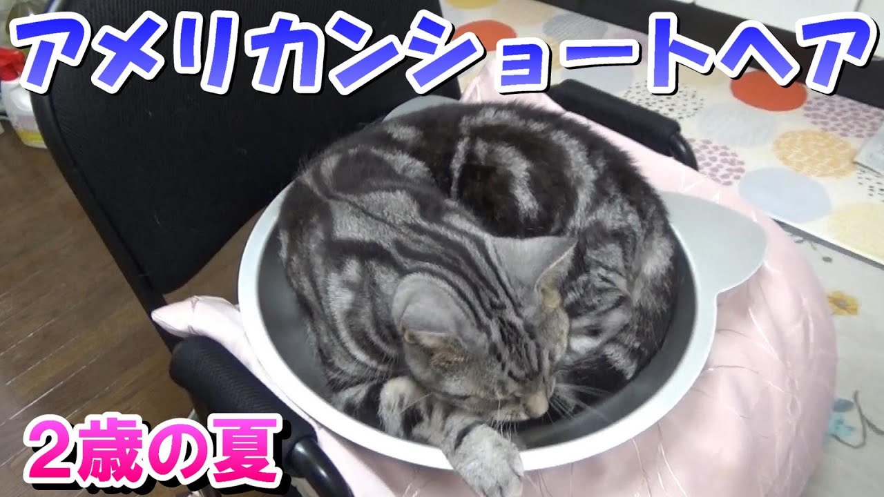 ソラ２歳の夏！（アメリカンショートヘア）