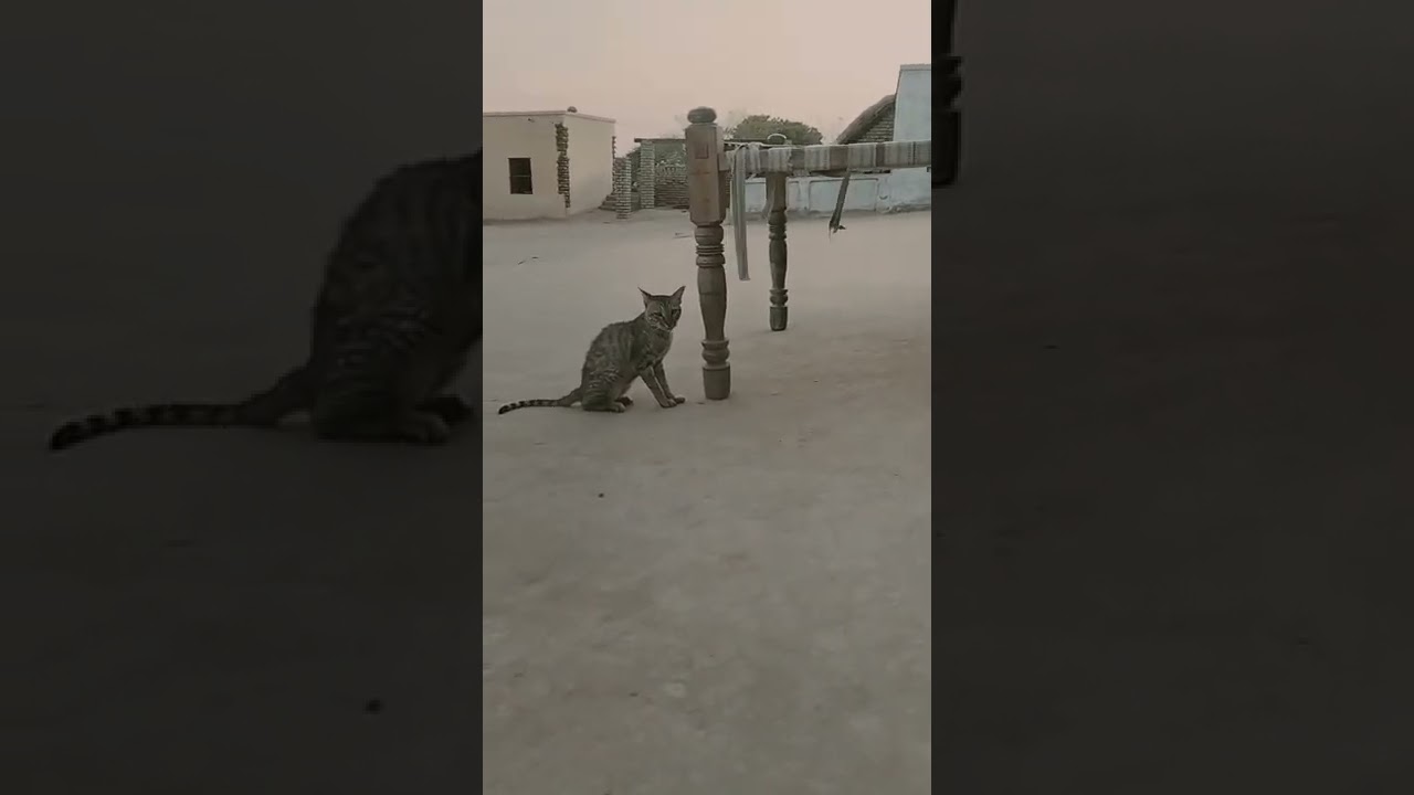 Brown cat ll Cat baby