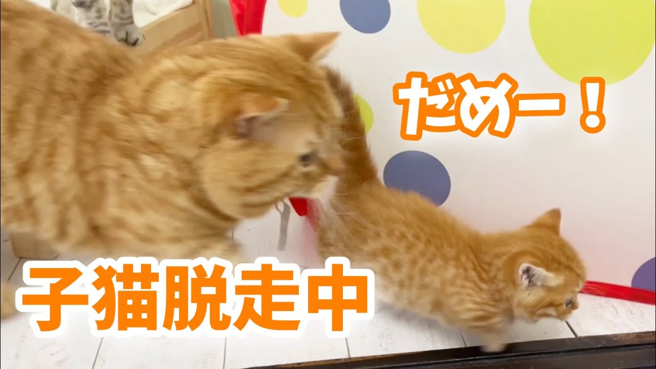 赤ちゃん子猫が初めて脱走しました💦【子猫の鳴き声】Munchkin Kitten Meowing💓