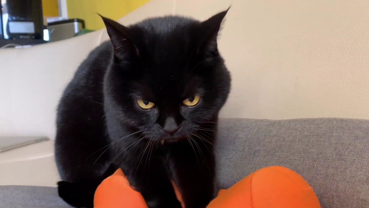 4匹黒猫ボンベイファミリーのにぎやかな1日