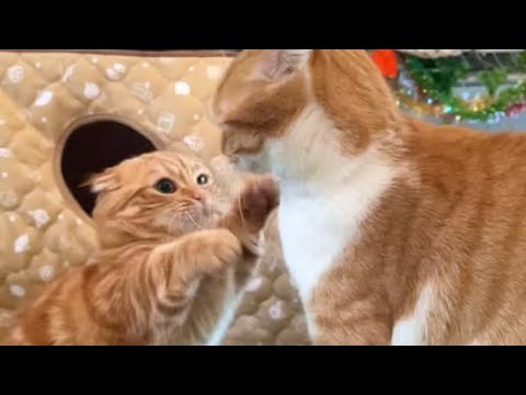 鳴きながら怒って喧嘩する子猫【短足マンチカン ひな子】munchkin kitten