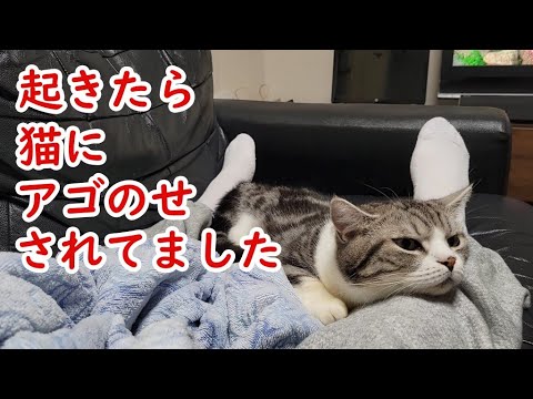 起きてみると猫(マンチカン)にアゴのせされていた件 - Cat putting its chin on my leg -