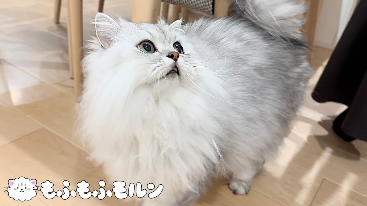 猫の可愛いお出迎えを期待したのですが 【サイベリアン】