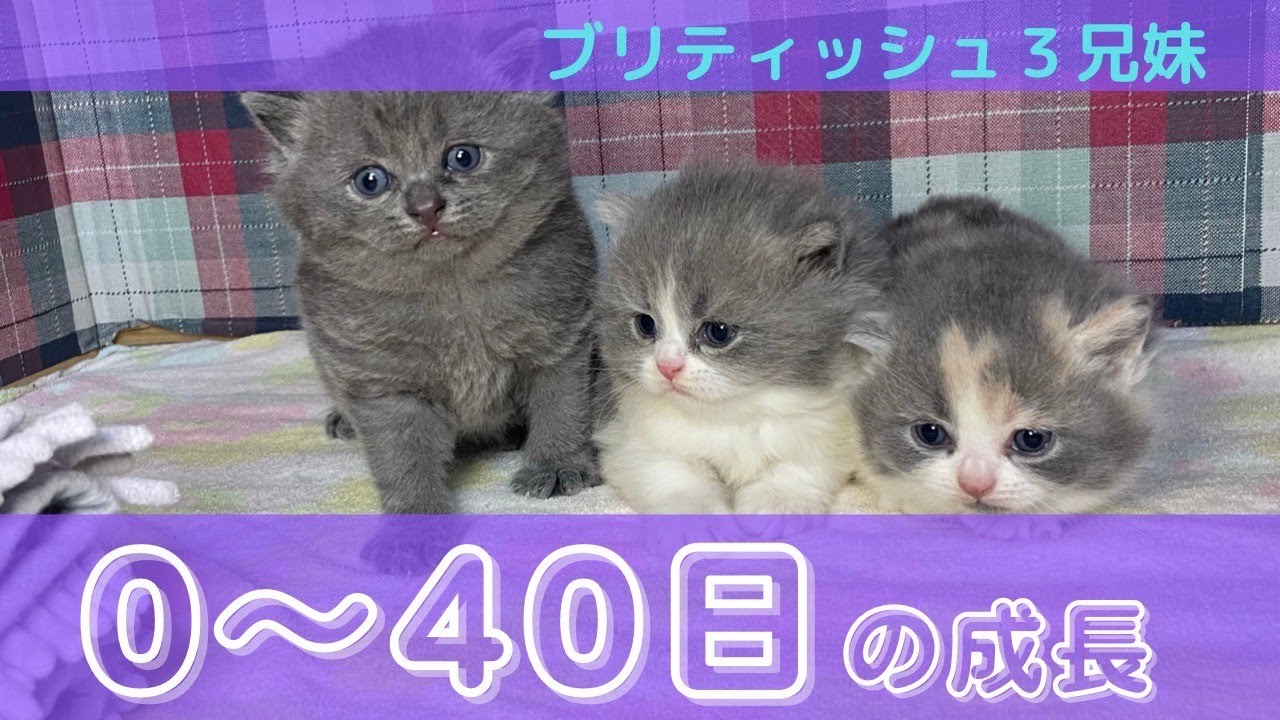 【ブリティッシュ子猫】出産当日から40日まで【ブリーダーしか味わえない楽しみ】