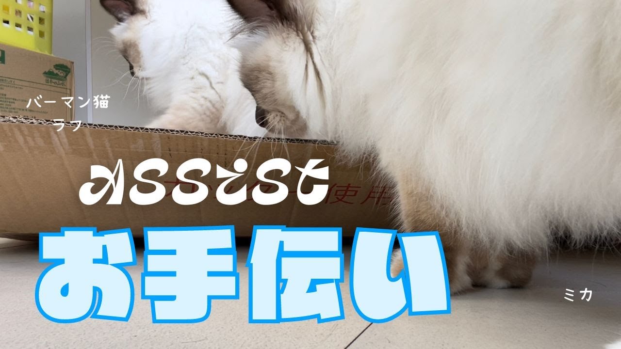 キッチンワゴンとバーマン猫ラフとミカ【お手伝い】Assist（バーマン猫）Birman/Cat