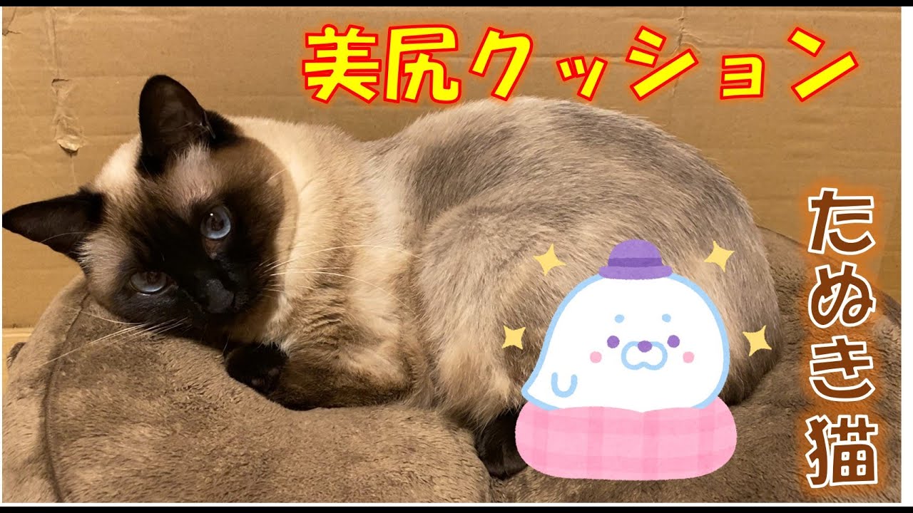 美尻クッションが好きなシャム猫のふくさん【たぬき猫】