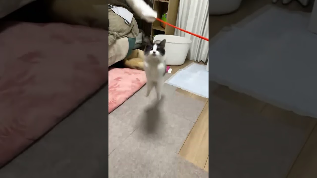 【スロー】狩り失敗する猫　#cat #ノルウェージャンフォレストキャット #子猫