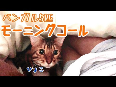 実家でのベンガル猫5匹からのモーニングコールが可愛い