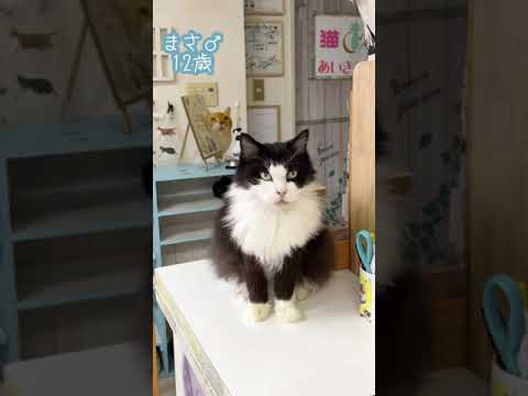 #Shorts 猫じゃらしキャッチチャレンジ！｜アメリカンカール まさ君♂