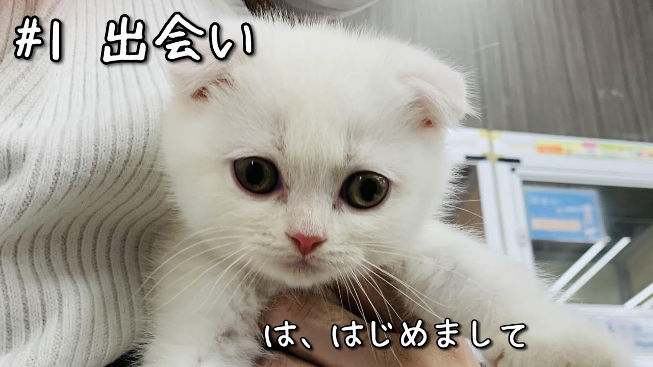 子猫が我が家にやってきた！白いスコティッシュフォールドのくりーむ