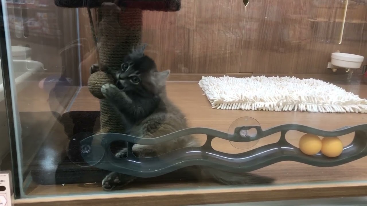 アメリカンカール