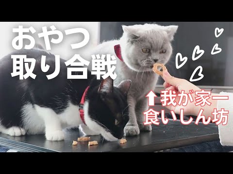 成長したブリティッシュショートヘアーも参戦！おやつ取り合戦【多頭飼い】