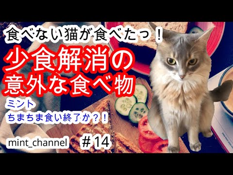 【ソマリ】急にガッつき初完食したのは、まさかの…アレ　A cat with an increased appetite. (#14)
