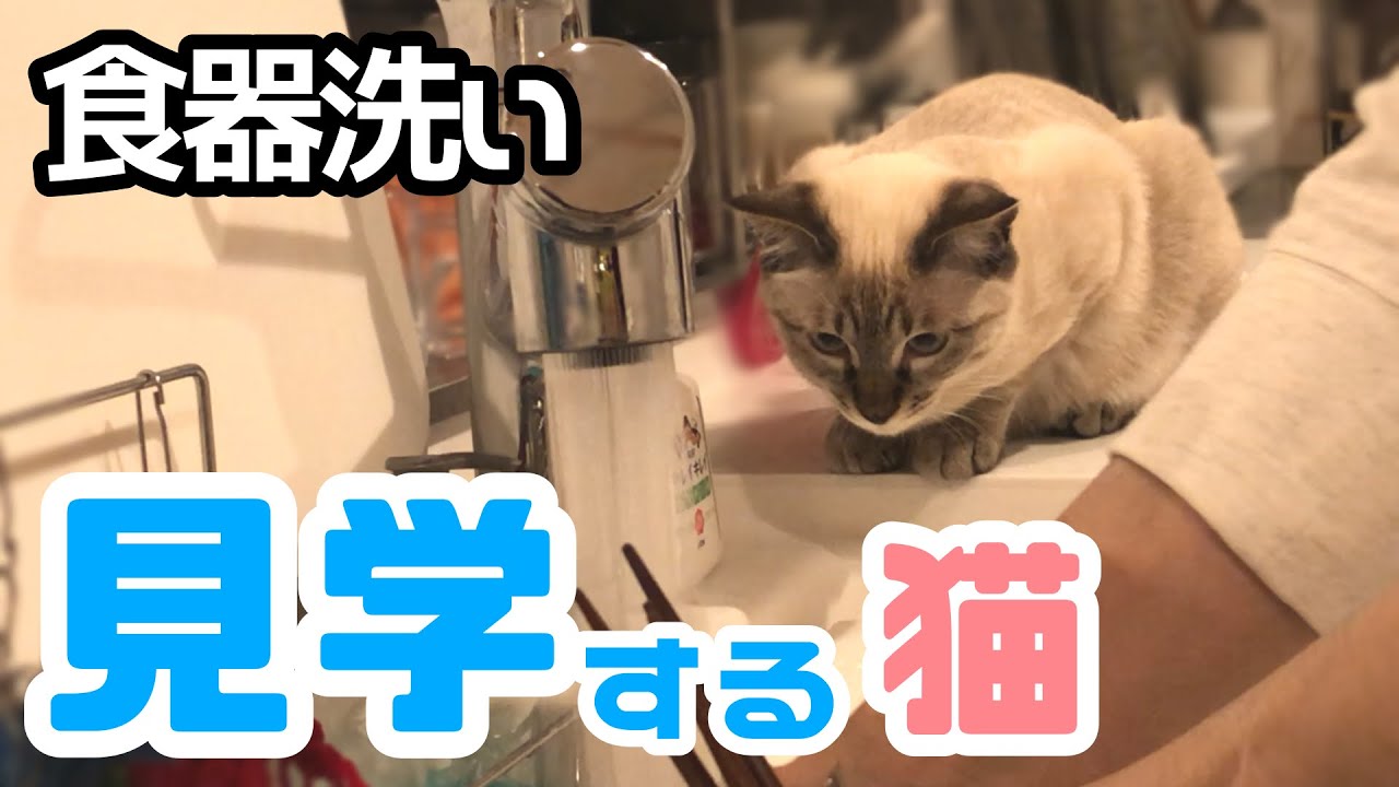 【保護猫】食器洗いを見学する猫が可愛すぎる【シャムミックス】