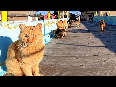 猫島の猫達に朝ご飯を食べさせてきた