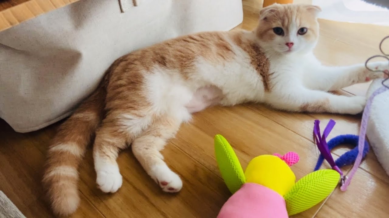 しっぽで返事をするおもち😍にデレデレな飼い主【スコティッシュフォールド】
