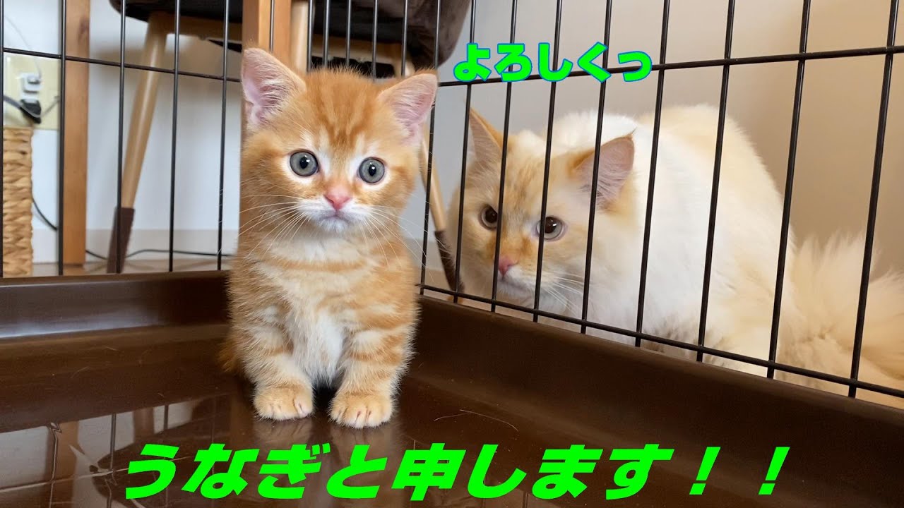 短足マンチカンうなぎのお迎え初日～先住猫と初直接対面～