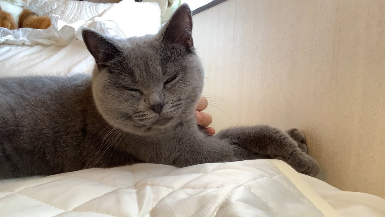 季節外れの冷感シーツとルーシィ【シャルトリュー】