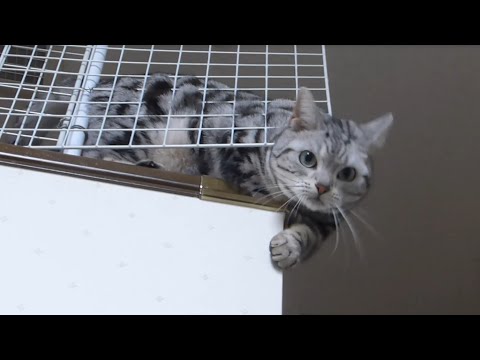 母ちゃんが帰ってキター!!! うれしすぎて母ちゃんドン引き危ない猫- Too cute cat exiting when Mom comes back home