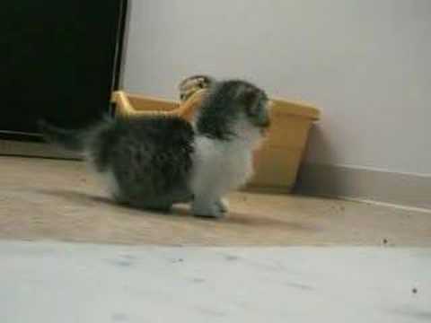 可愛い、短足マンチカン！